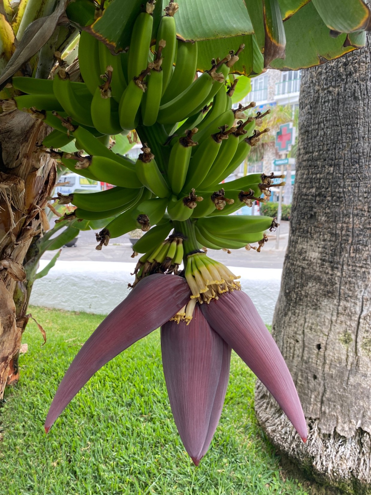 Miniatura bloga: Puerto de la Cruse